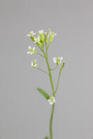シロイヌナズナ　花　果実 [XCE110002240]