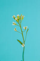 シロイヌナズナ　花　果実 [XCE110002241]