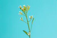 シロイヌナズナ　花　果実 [XCE110002242]