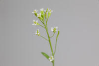 シロイヌナズナ　花　果実 [XCE110002243]