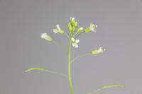 シロイヌナズナ　花　果実 [XCE110002244]