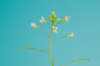 シロイヌナズナ　花　果実 [XCE110002245]