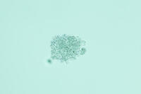 倍率による見え方の変化　アメーバ　A2 [XCE110002247]