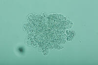 倍率による見え方の変化　アメーバ　A3 [XCE110002248]