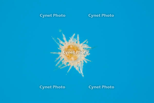 バフンウニの発生 [XCE110002152]