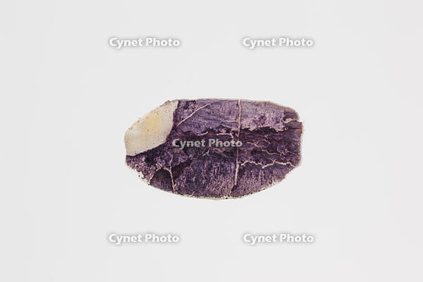 イネ もみ殻を除いた種子の断面 ヨウ素反応 [XCE110002154]