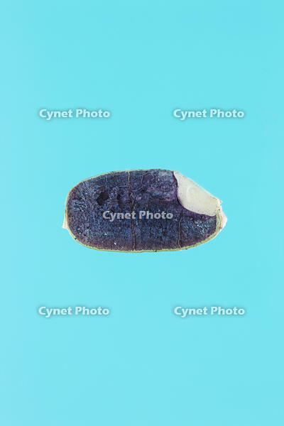 イネ もみ殻を除いた種子の断面 ヨウ素反応 [XCE110002163]