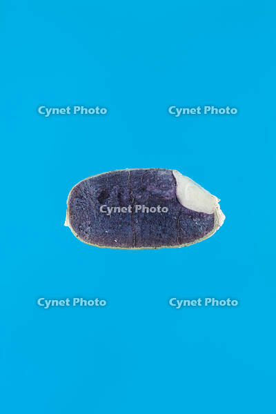 イネ もみ殻を除いた種子の断面 ヨウ素反応 [XCE110002164]