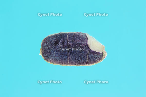 イネ もみ殻を除いた種子の断面 ヨウ素反応 [XCE110002167]