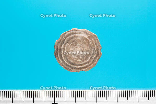 貨幣石の化石　スペイン カタルーニャ産 [XCE110002169]