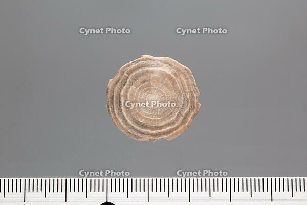 貨幣石の化石　スペイン カタルーニャ産 [XCE110002170]