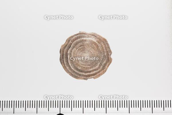 貨幣石の化石　スペイン カタルーニャ産 [XCE110002171]