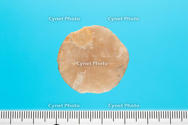 貨幣石の化石　イタリア産 [XCE110002173]
