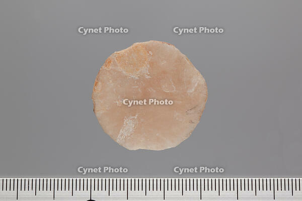 貨幣石の化石　イタリア産 [XCE110002174]