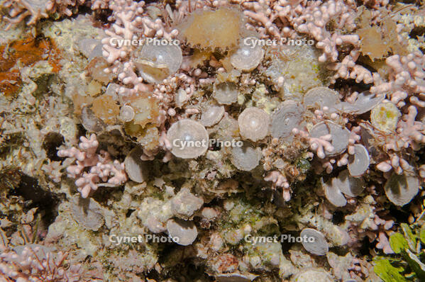 ゼニイシ 現生の大型有孔虫 [XCE110002176]