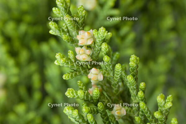 カイヅカイブキ 雌花 [XCE110002177]