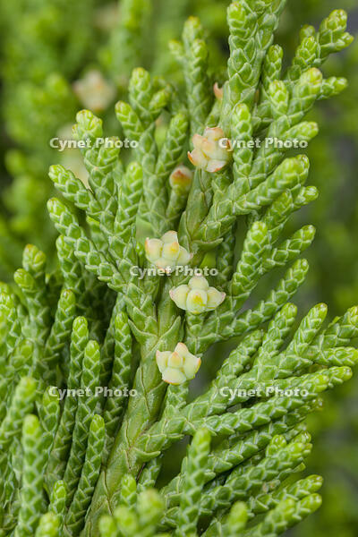 カイヅカイブキ 雌花 [XCE110002178]