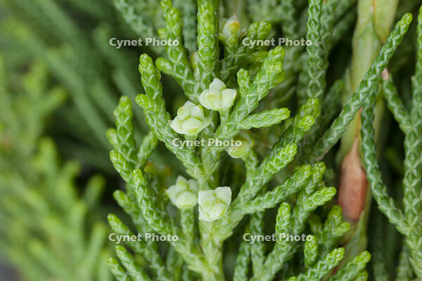 カイヅカイブキ 雌花 [XCE110002179]