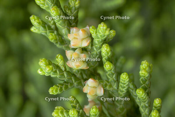 カイヅカイブキ 雌花 [XCE110002180]