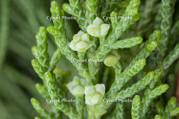 カイヅカイブキ 雌花 [XCE110002182]