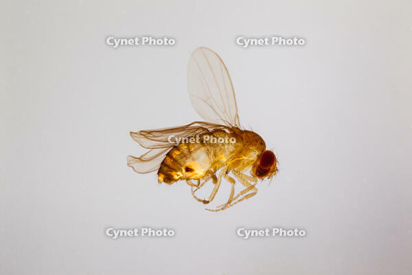 キイロショウジョウバエ 突然変異 4枚翅 Ubx [XCE110002185]