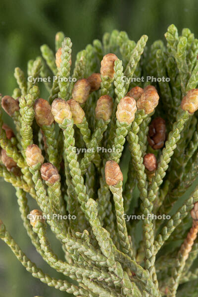 ビャクシン 雄花 [XCE110002187]