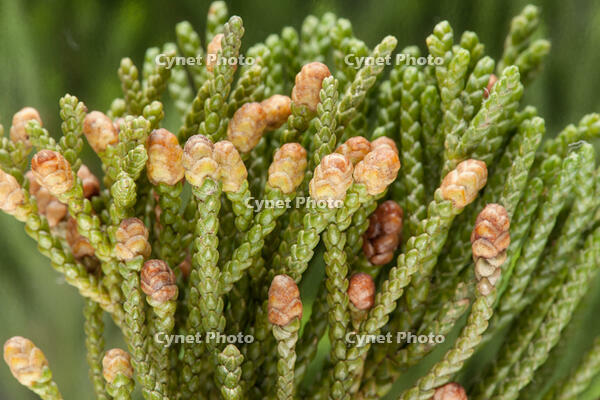 ビャクシン 雄花 [XCE110002188]