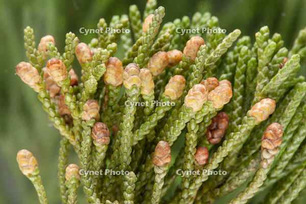 ビャクシン 雄花 [XCE110002189]