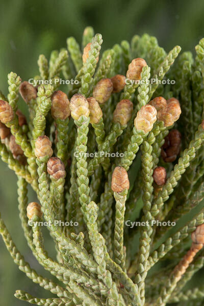 ビャクシン 雄花 [XCE110002190]