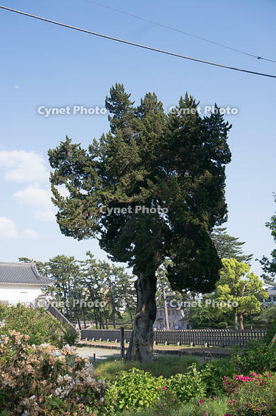 ビャクシン [XCE110002191]