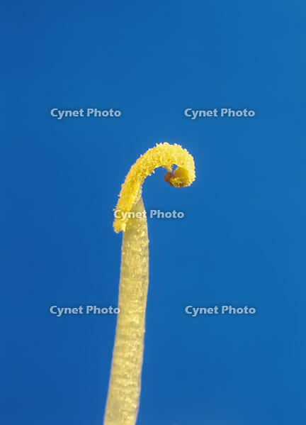 アブラナ おしべ 葯 花粉 [XCE110002192]