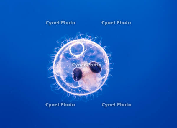 ヒメダカ 発生 5日胚 [XCE110002193]