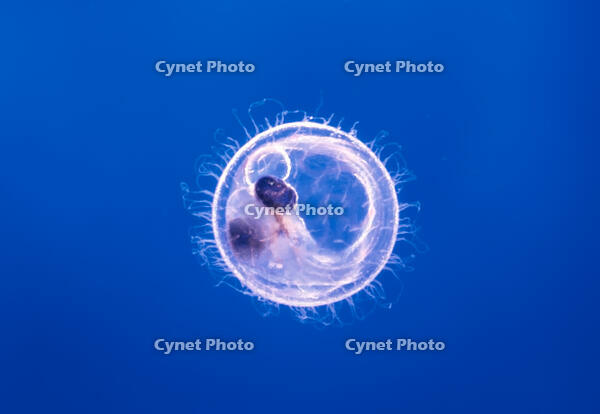 ヒメダカ 発生 5日胚 [XCE110002194]