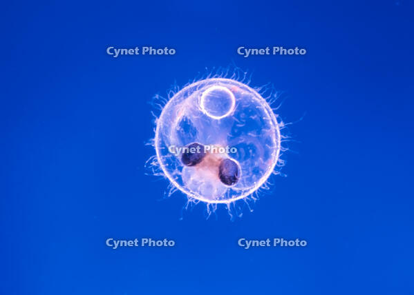 ヒメダカ 発生 5日胚 [XCE110002195]