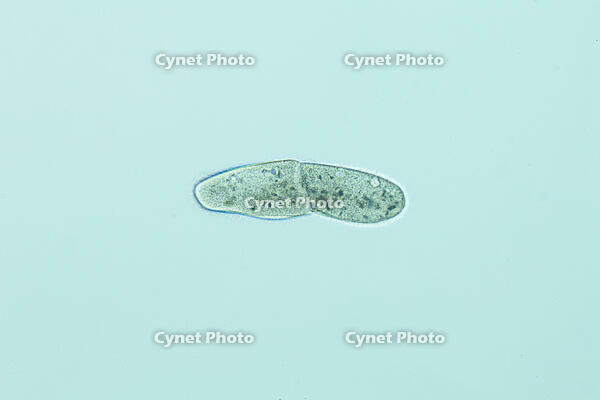 ゾウリムシ 分裂  連続写真 2/6 [XCE110002198]