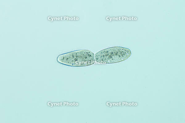 ゾウリムシ 分裂  連続写真 3/6 [XCE110002199]