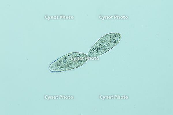 ゾウリムシ 分裂  連続写真 4/6 [XCE110002200]