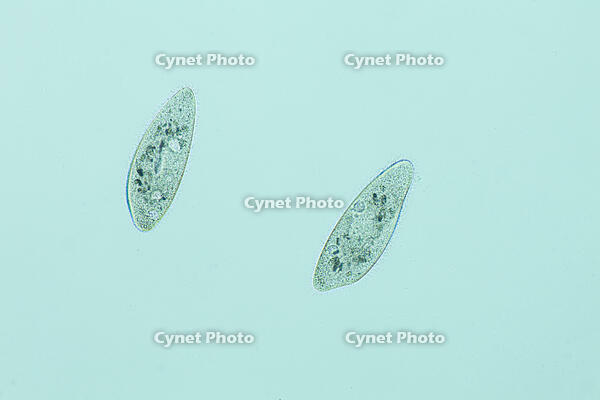 ゾウリムシ 分裂  連続写真 6/6 [XCE110002202]