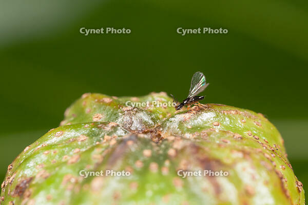 オオバイヌビワコバチ（オオバイヌビワの花のうにとまる） [XCE110002203]