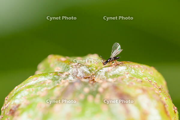 オオバイヌビワコバチ（オオバイヌビワの花のうにとまる） [XCE110002204]