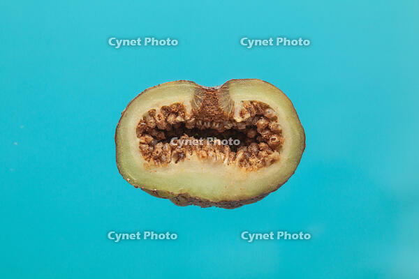 オオバイヌビワの花のうの断面 [XCE110002205]