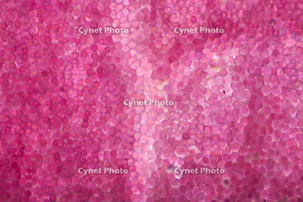 バラ　赤い花の花弁の内側 [XCE110002207]