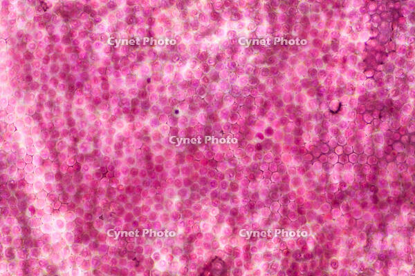 バラ　赤い花の花弁の内側 [XCE110002208]