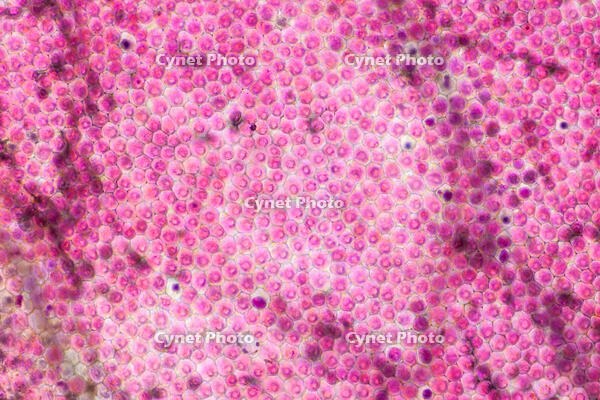 バラ　赤い花の花弁の内側 [XCE110002209]