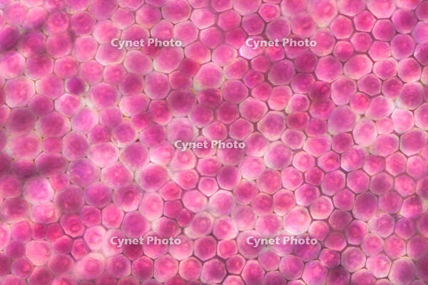 バラ　赤い花の花弁の内側 [XCE110002210]