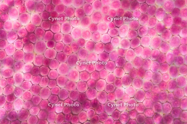 バラ　赤い花の花弁の内側 [XCE110002211]