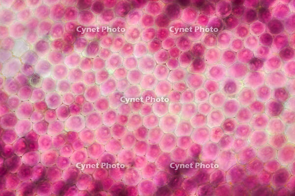 バラ　赤い花の花弁の内側 [XCE110002212]