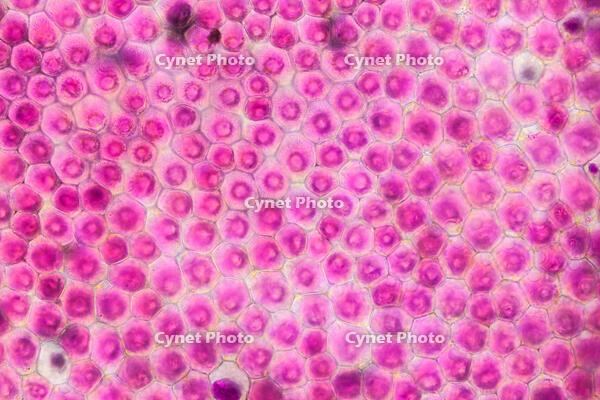 バラ　赤い花の花弁の内側 [XCE110002213]