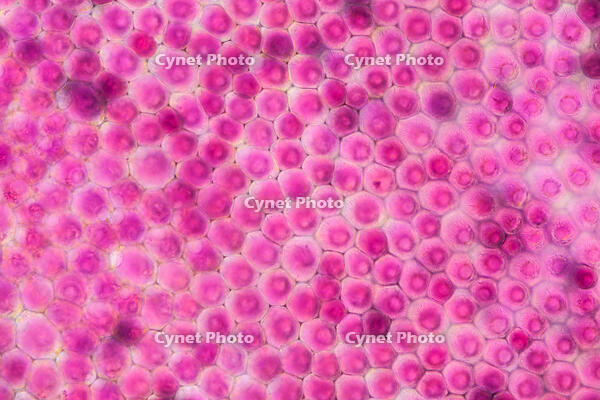 バラ　赤い花の花弁の内側 [XCE110002214]