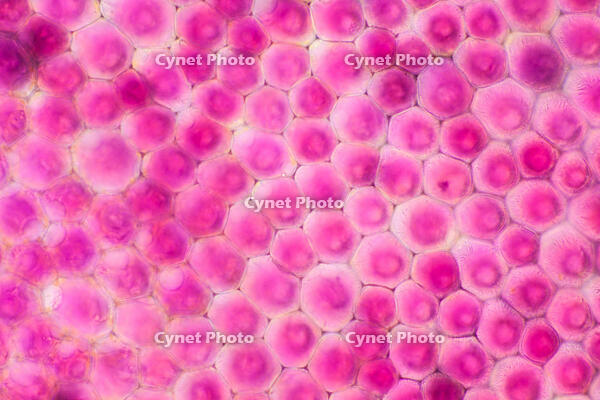 バラ　赤い花の花弁の内側 [XCE110002215]